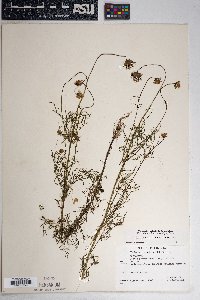 Cosmos parviflorus image