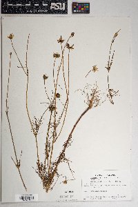 Cosmos parviflorus image