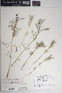 Cosmos parviflorus image