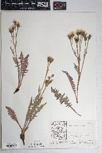 Crepis occidentalis image