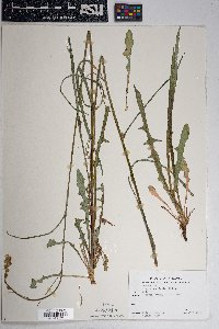 Crepis acuminata image