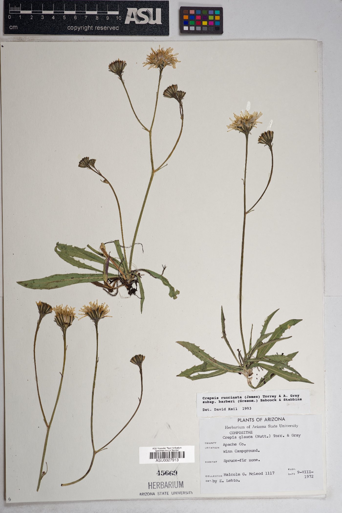 Crepis runcinata subsp. barberi image