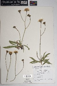 Crepis runcinata image