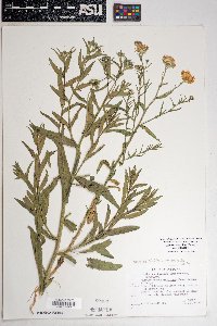 Dieteria asteroides image