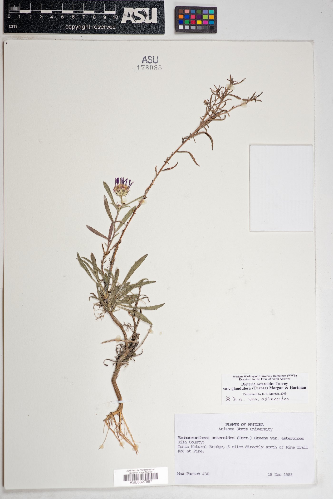 Dieteria asteroides var. glandulosa image