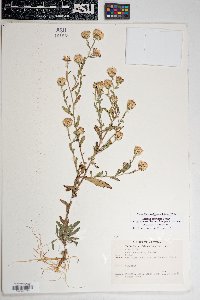 Dieteria asteroides var. glandulosa image