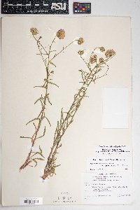 Dieteria asteroides var. glandulosa image