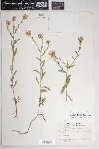 Dieteria asteroides var. glandulosa image