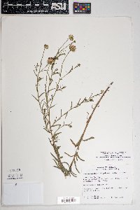 Dieteria asteroides image