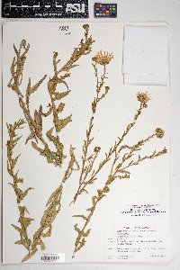 Dieteria asteroides image