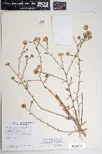 Dieteria canescens var. ambigua image