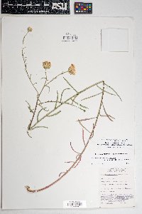 Dieteria asteroides var. glandulosa image