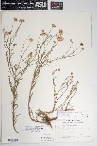 Dieteria canescens var. ambigua image