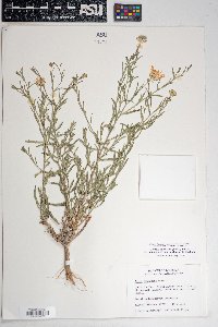 Dieteria canescens var. ambigua image