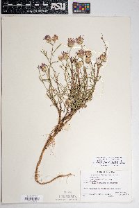 Dieteria canescens var. ambigua image