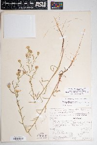 Dieteria canescens var. aristata image