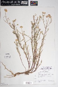 Dieteria canescens var. ambigua image