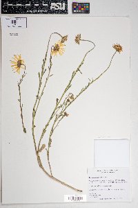 Hyptis recurvata image