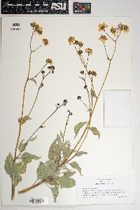 Encelia farinosa image