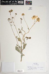 Encelia farinosa image