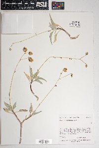 Encelia farinosa image