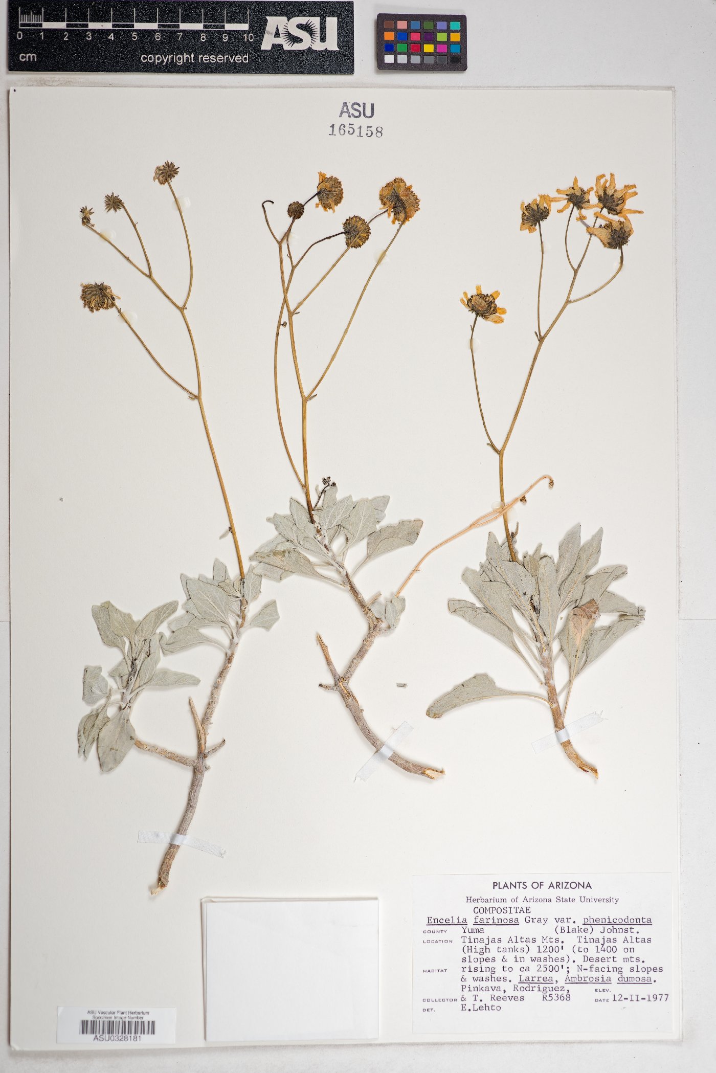 Encelia farinosa var. phenicodonta image