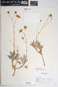 Encelia farinosa var. farinosa image