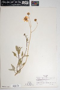 Encelia farinosa image