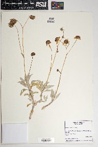 Encelia farinosa image