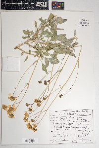 Encelia farinosa var. farinosa image