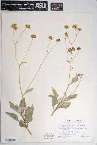 Encelia farinosa var. farinosa image