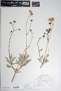 Encelia farinosa var. farinosa image