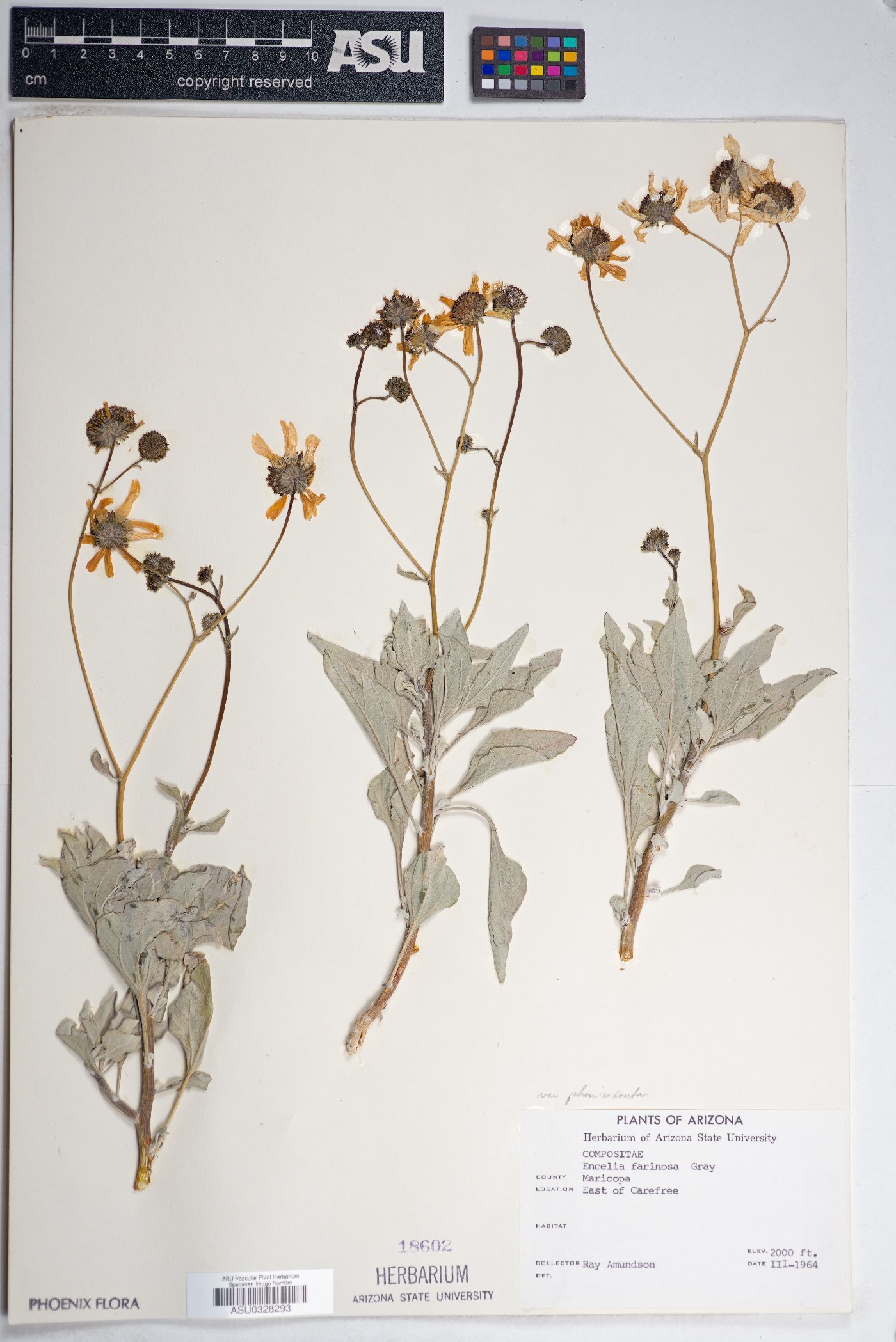 Encelia farinosa var. phenicodonta image