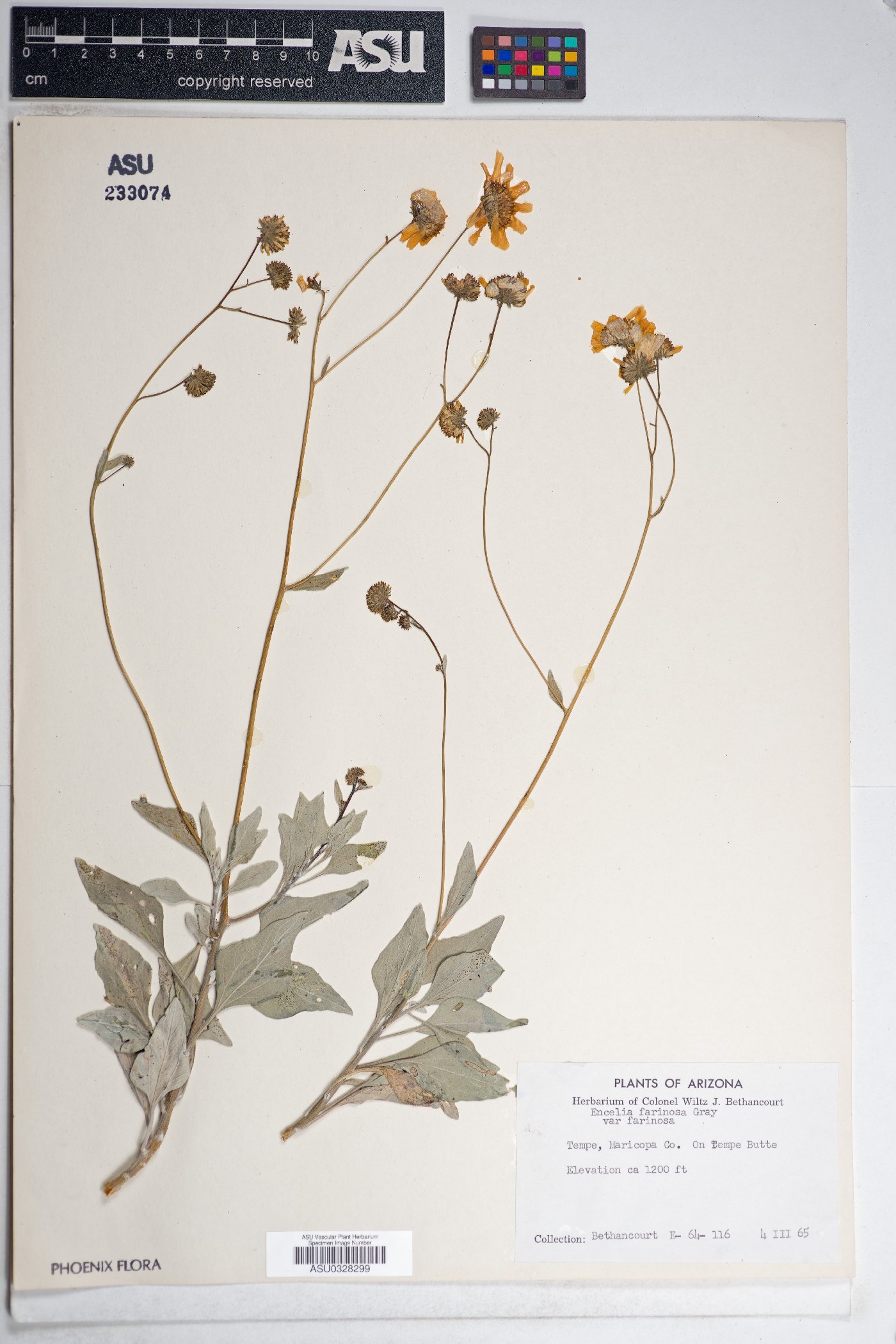 Encelia farinosa var. farinosa image