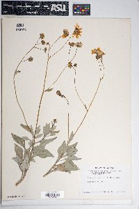 Encelia farinosa var. farinosa image