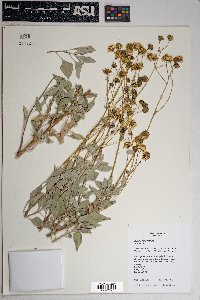 Encelia farinosa image