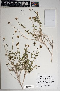 Encelia frutescens image