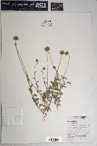 Encelia frutescens var. frutescens image