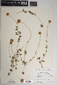 Encelia resinifera image