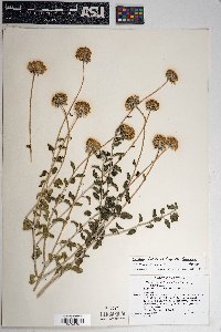 Encelia frutescens image