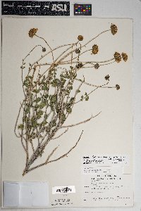 Encelia frutescens image