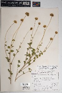 Encelia resinifera image