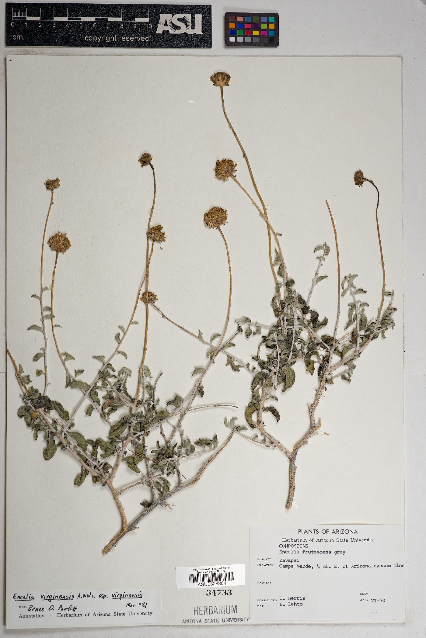 Encelia virginensis subsp. virginensis image