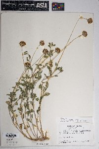 Encelia virginensis image