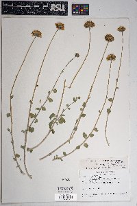 Encelia farinosa image