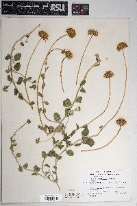 Encelia virginensis image