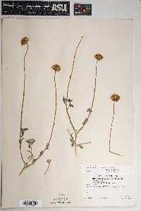 Encelia virginensis image