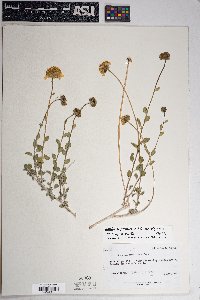 Encelia virginensis image