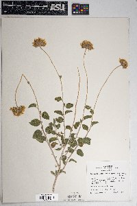 Encelia virginensis image