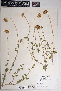 Encelia virginensis image